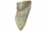 Bargain, Fossil Megalodon Tooth - North Carolina #297267-1